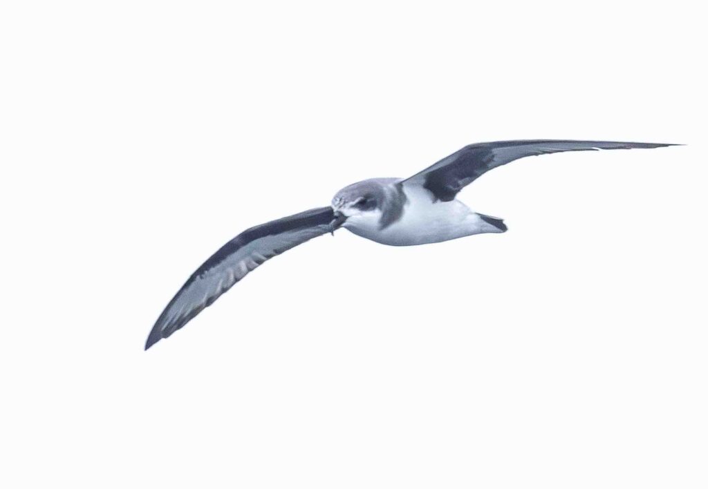 A very rare endemic Petrel found with difficulty near the nesting sites