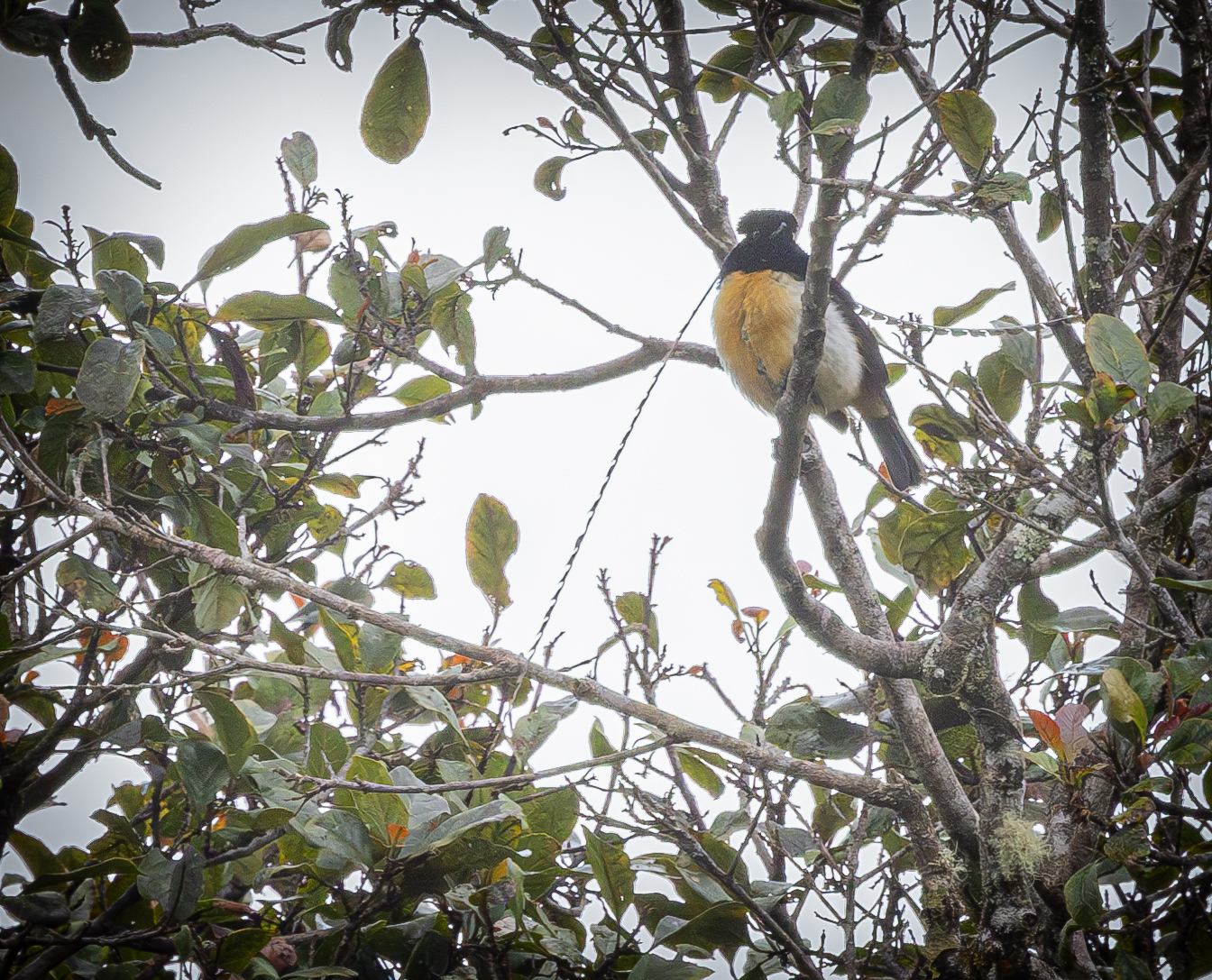 This image of the "King-of-Saxony Bird-of-Paradise reveals the long "wires" semi controllable extending from it's head