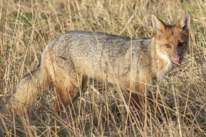 Fox in long grass