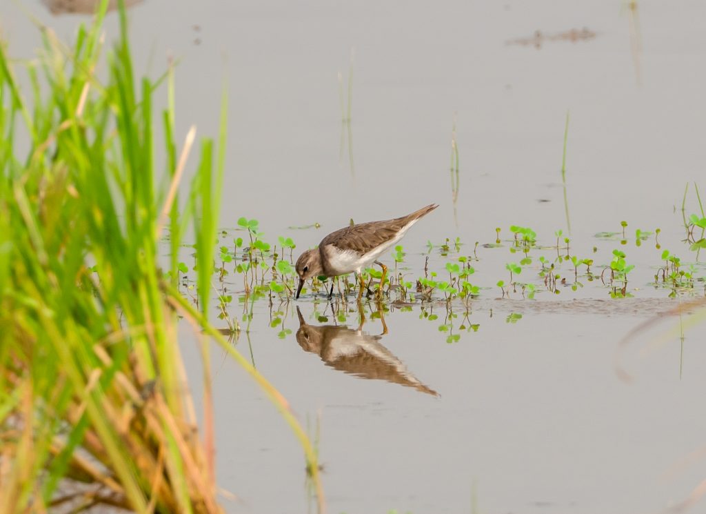 An example of a common sandpiper feeding in shallow water