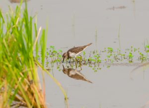 An example of a common sandpiper feeding in shallow water