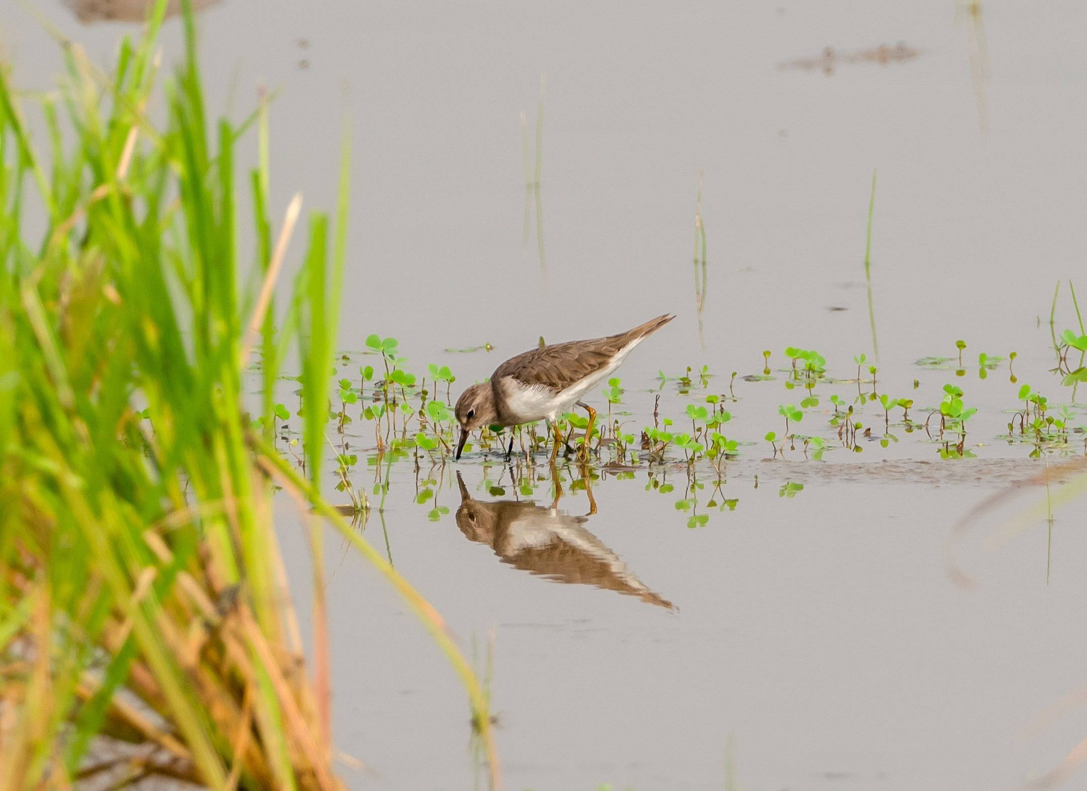 An example of a common sandpiper feeding in shallow water
