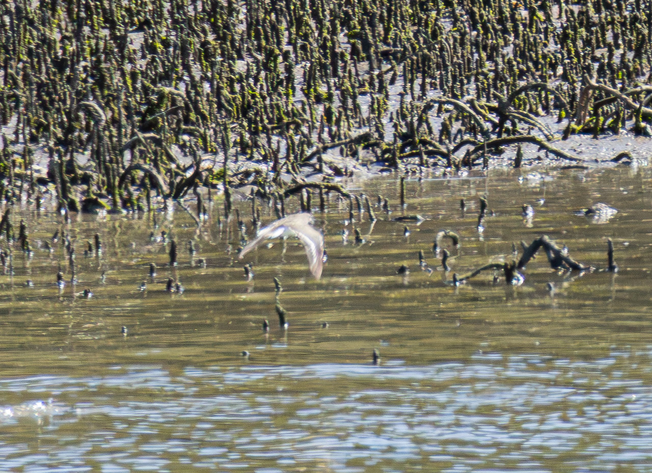Common Sandpiper in flight over Otara Creek Weir Auckland during rare bird twitch November 2025